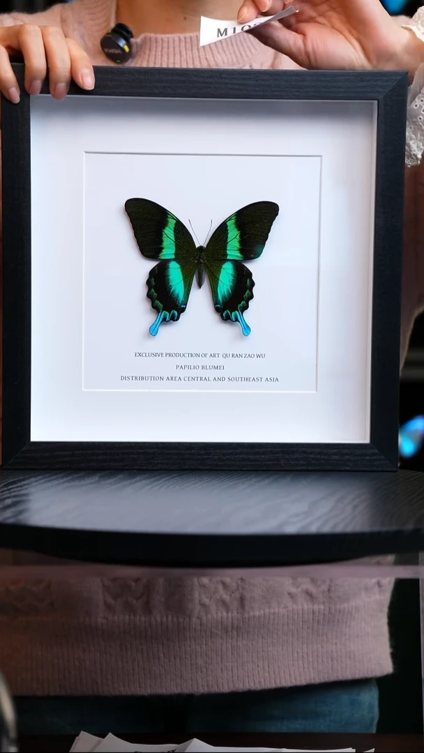 蝴蝶标本摆件竞拍爱神凤蝶M102