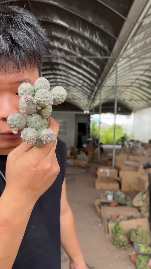 7-15头 大型习志野【无根】