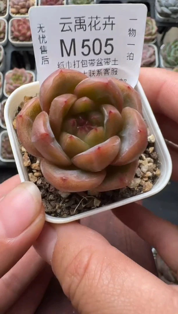 505M带盆土发 当场拍3颗以上包柚 多肉植物 一物一拍