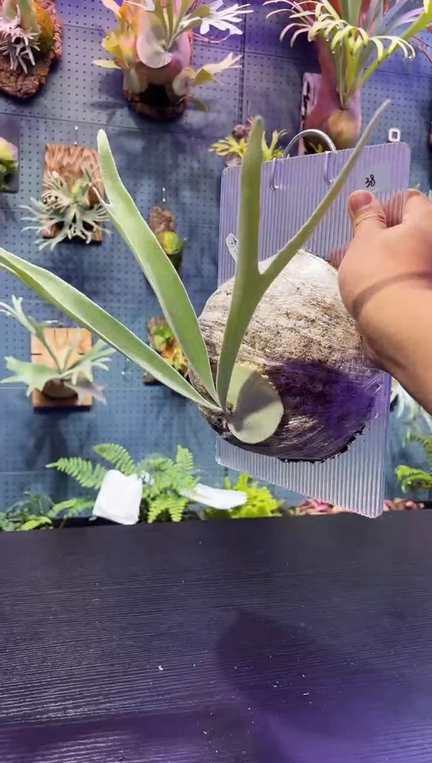 完全开放板植编号38 野银怪兽