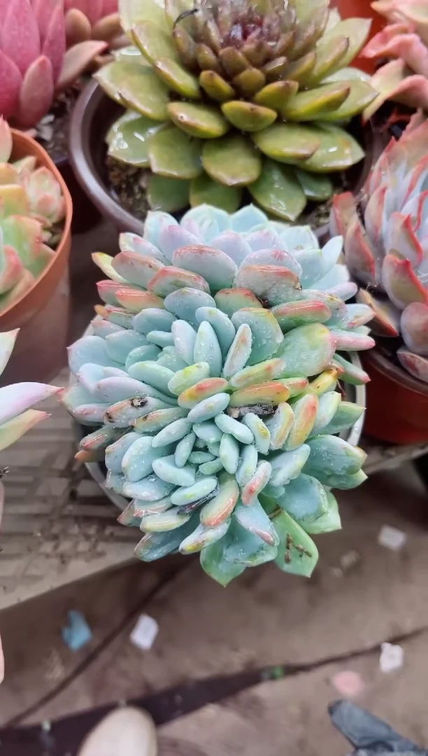 s***y11035多肉植物一物一拍
