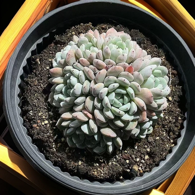 （雪爪)  【满9.9包邮】 多肉阳台植物