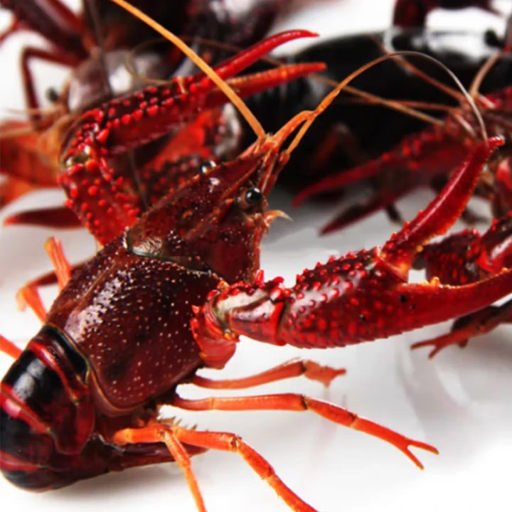 【中红】鲜活小龙虾 包鲜包肥 顺丰包邮 4-6钱 3斤小龙虾精品龙虾同城送