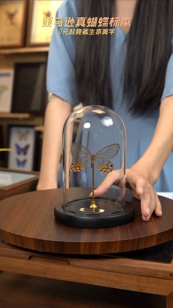 黄晶眼蝶小号玻璃罩