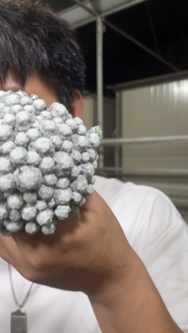 精品 姬春星 群生【带根】