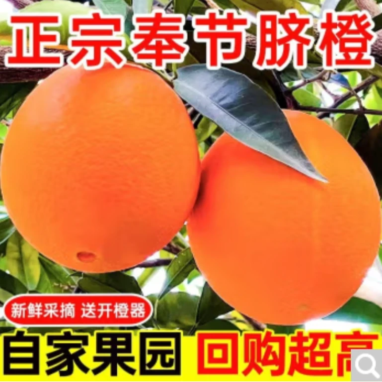 【春橙新上】奉节脐橙经典老品种72-1现摘现发不带叶产地直发
