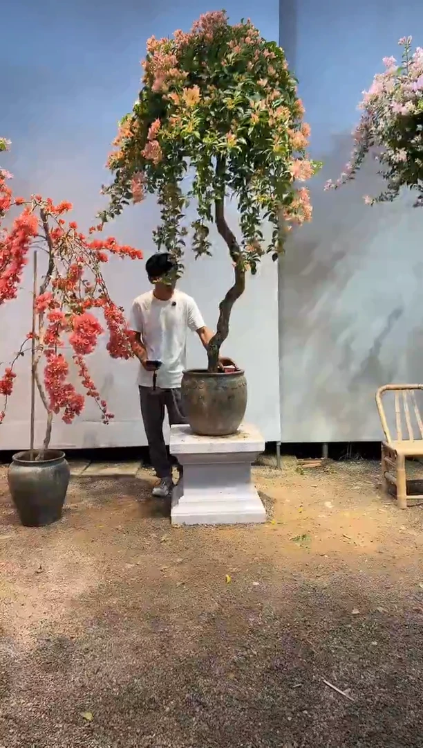 全部花朵M****t三角梅40