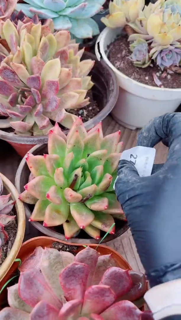 海*多肉植物一物一拍27154