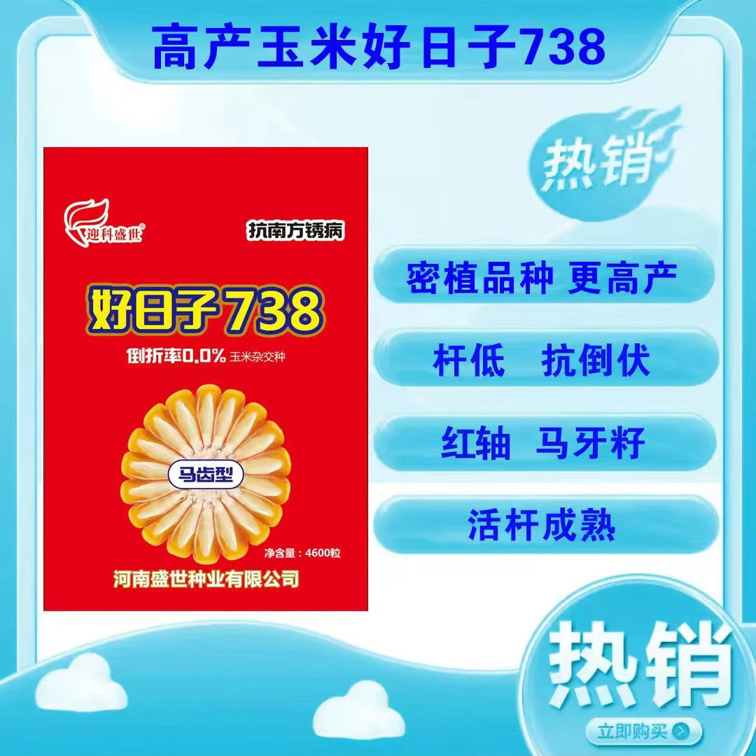 好日子738【袁】抗倒伏 抗南方锈病 耐高温 马牙齿 正品玉米种