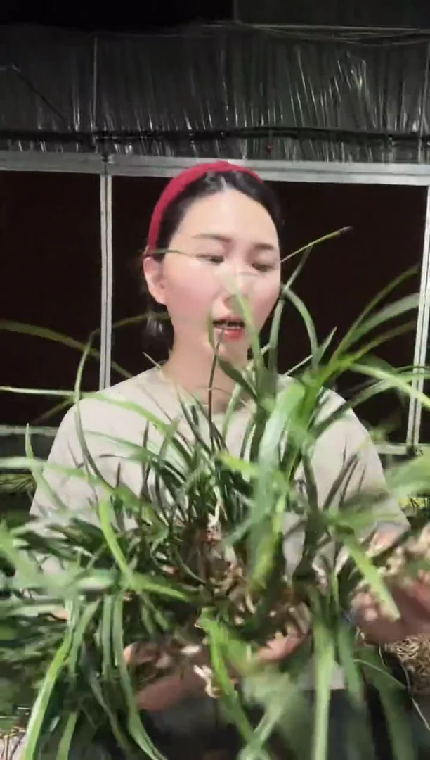 无花朵宋梅3苗 兰花