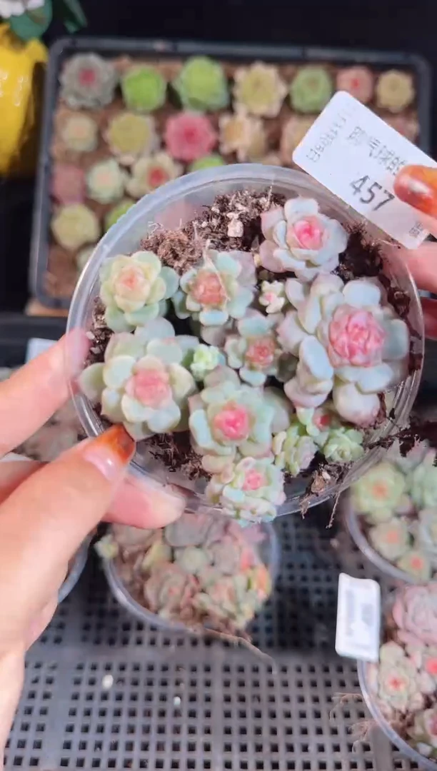 1108-457切糕麦秆群不包整