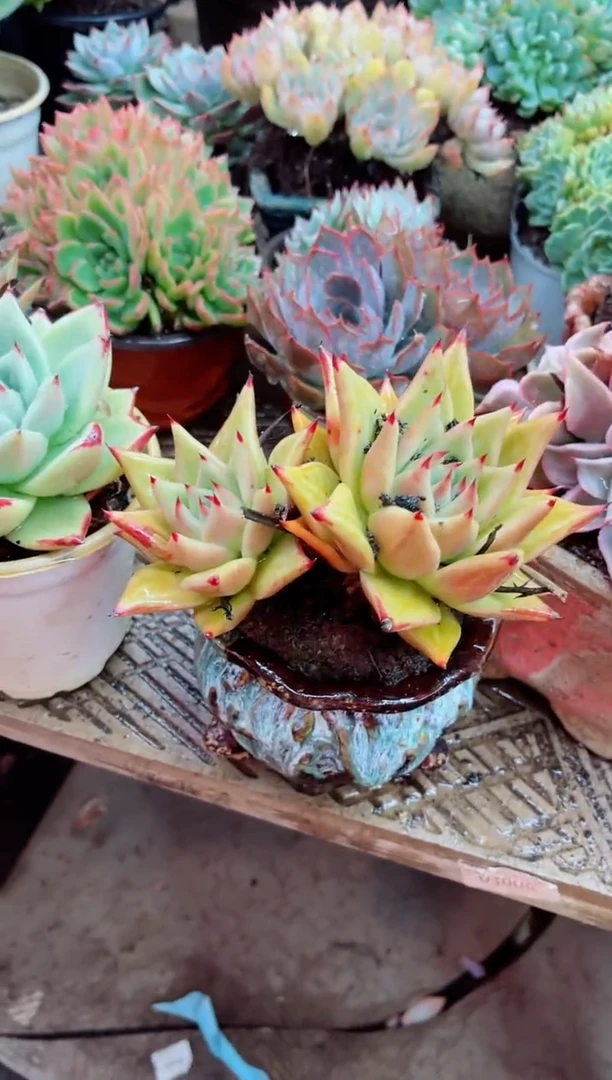 ?****?16051多肉植物一物一拍