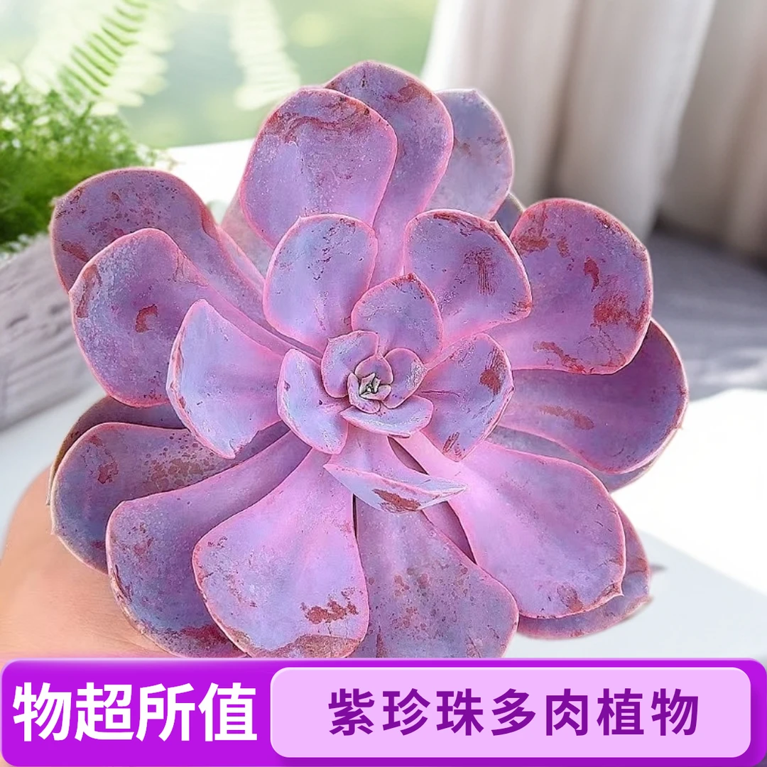紫珍珠6颗脱土 小谢多肉植物庭院空气耐旱上盆种植固定