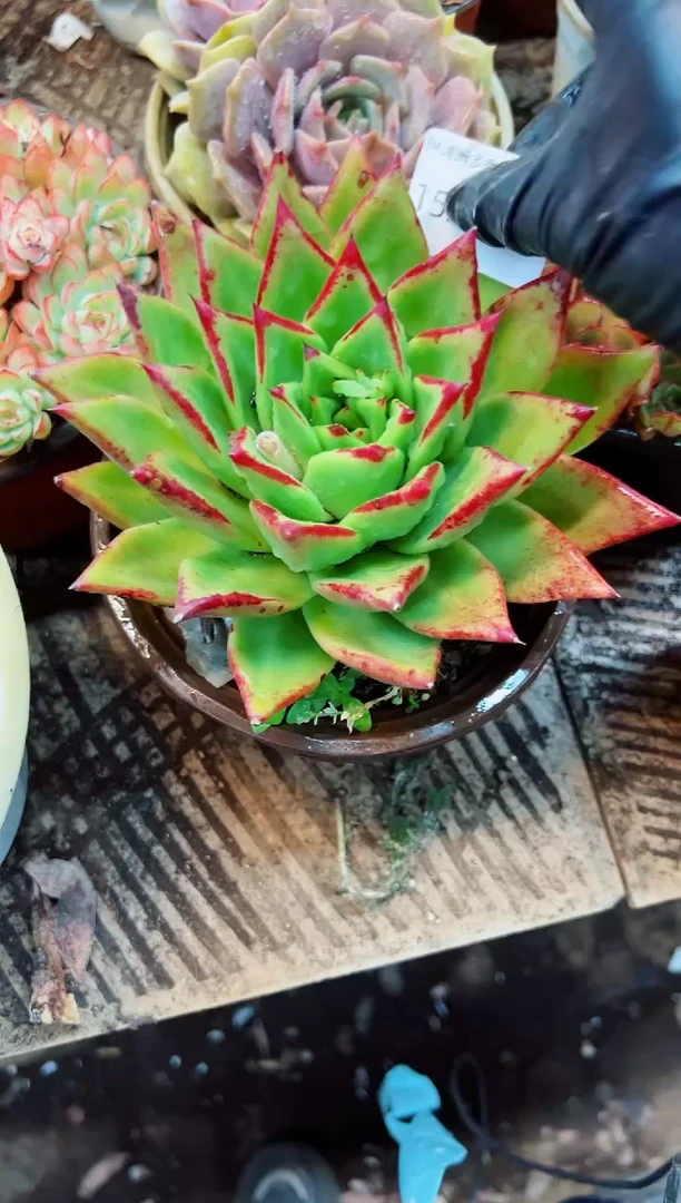 M*、多肉植物一一物一拍15220