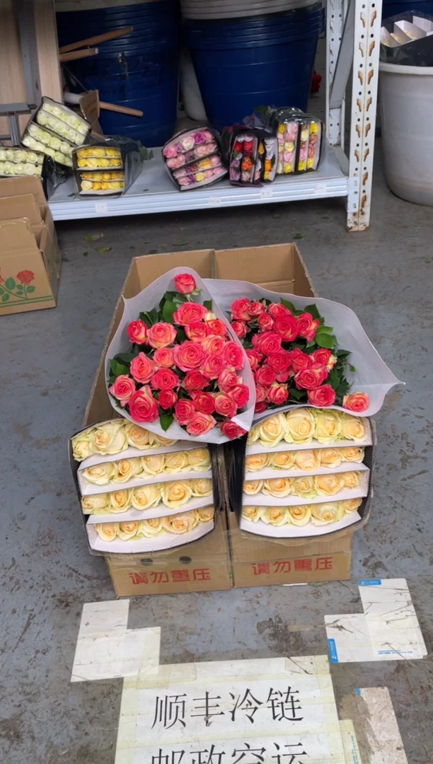 香槟20枝+单头爱丽丝20枝