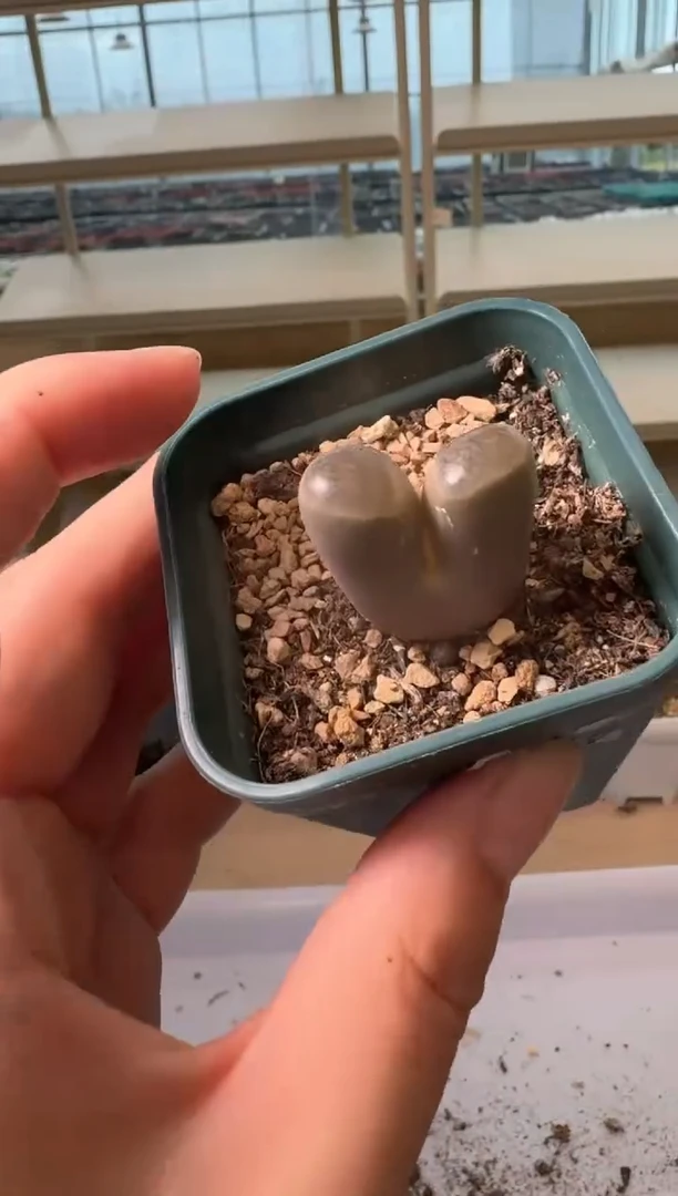 24-32多肉植物肉锥
