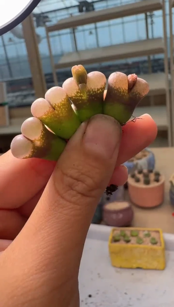 28-258多肉植物肉锥小桃红