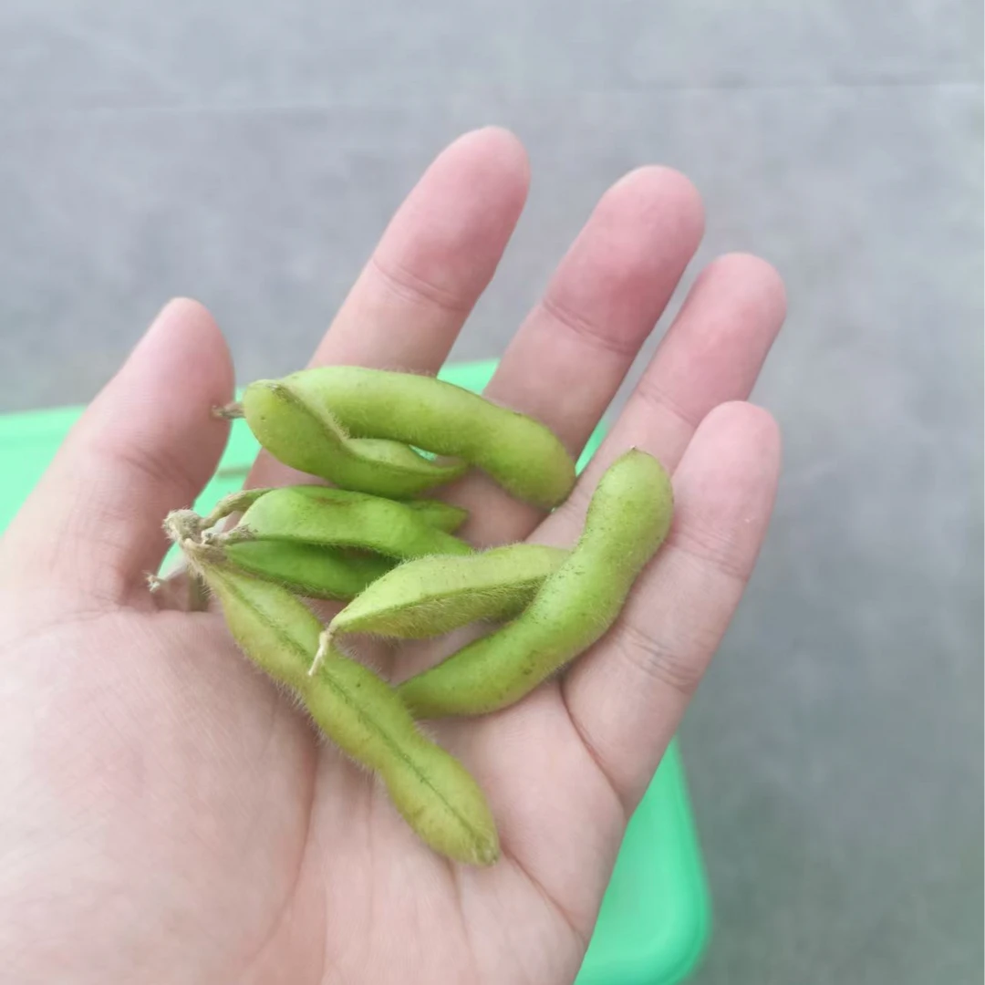 【毛豆】农家自种毛豆