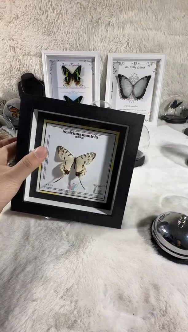 丝带凤蝶真实蝴蝶标本