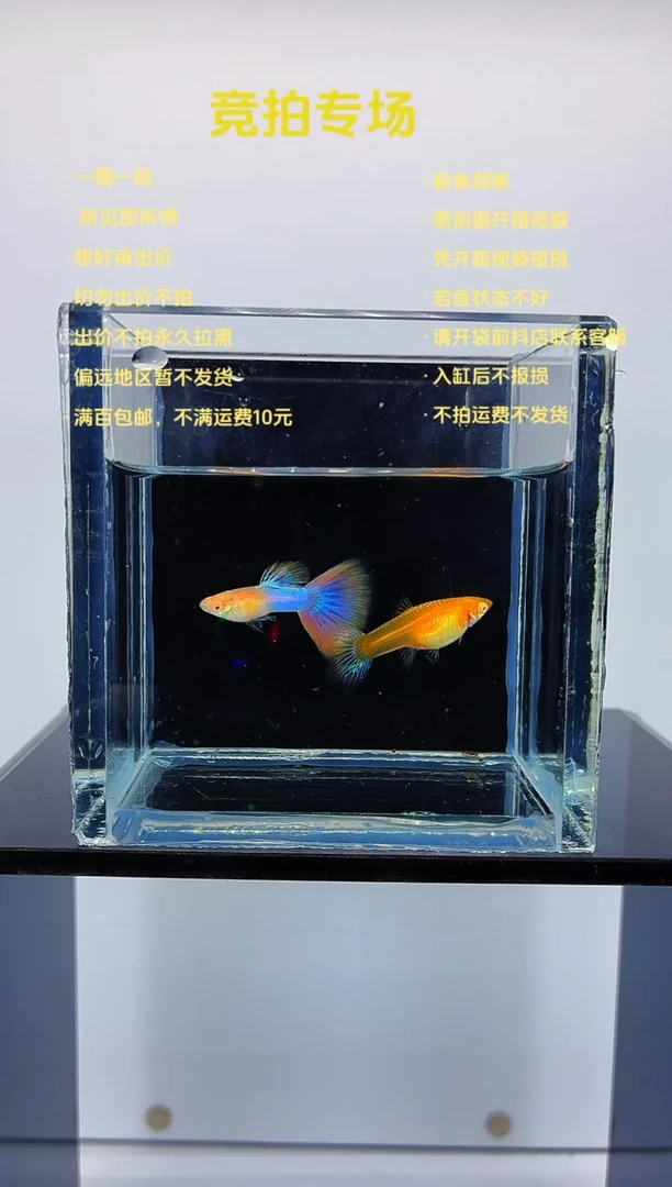 孔雀鱼天使彩虹一对-14