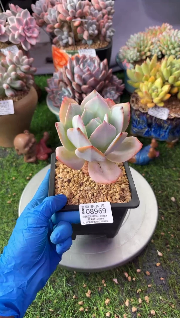 昆明印象多肉08969