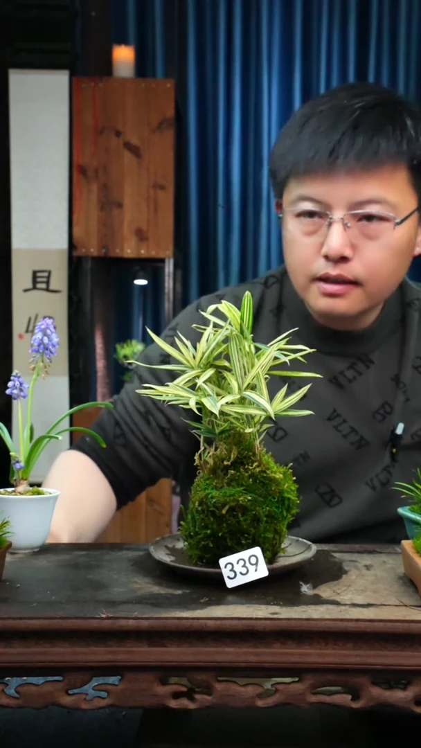 【闪购商品】苔藓微景观339号