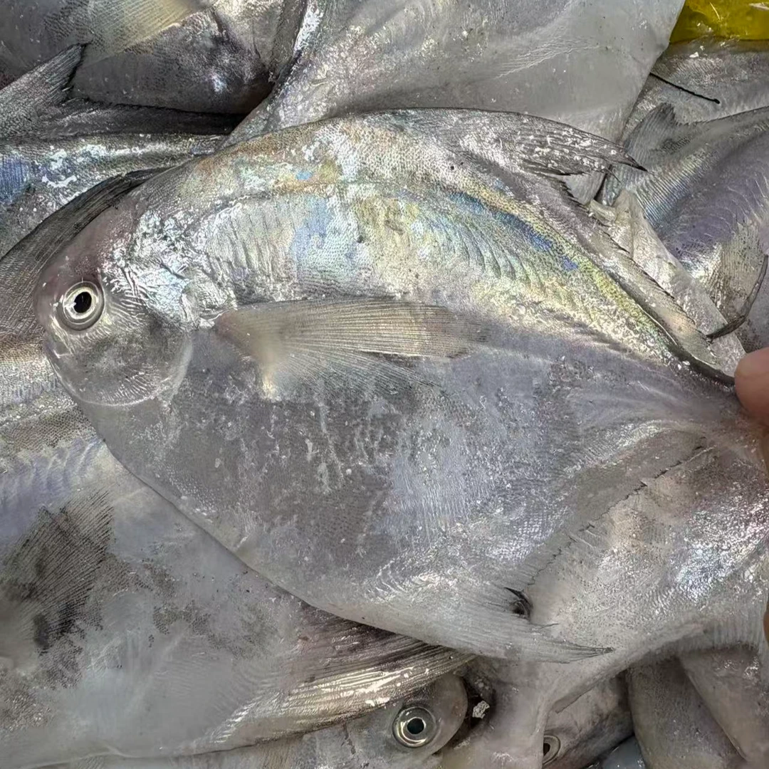 舟山银鲳 （5条/斤）