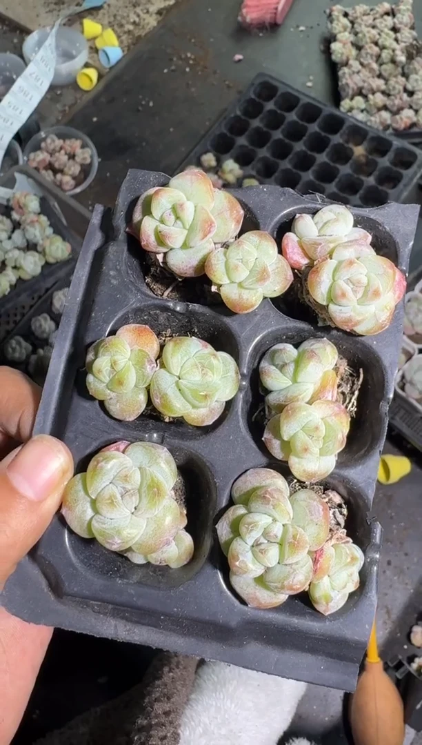 156号江北多肉-到手一筐