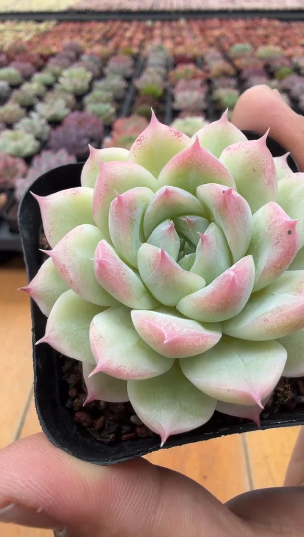 东云多肉园二店-01