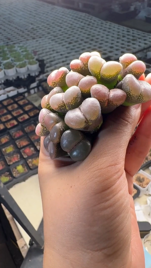 13-124多肉植物紫流沙一颗