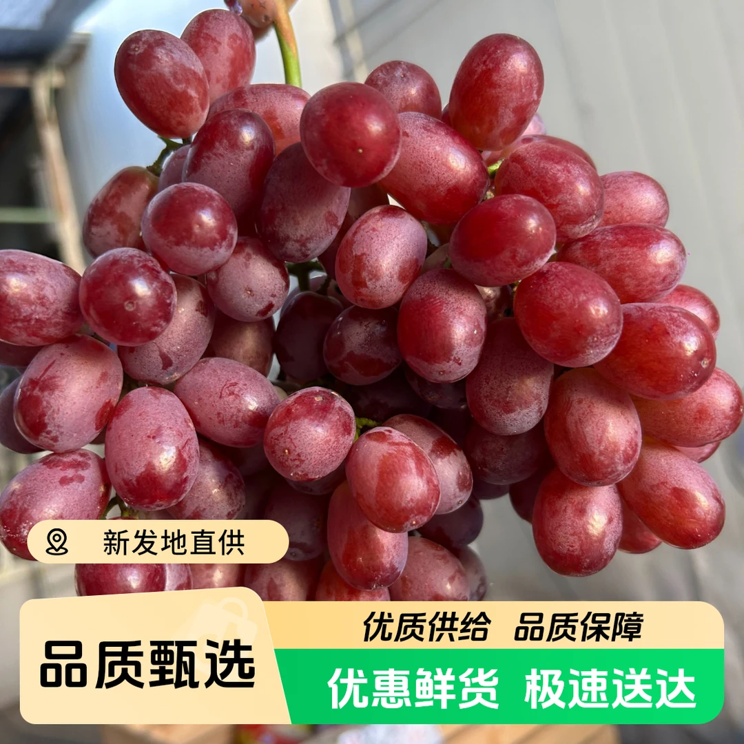 云南克伦生葡萄红提脆甜无籽2斤左右云南省