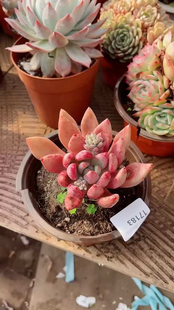 【闪购商品】17183