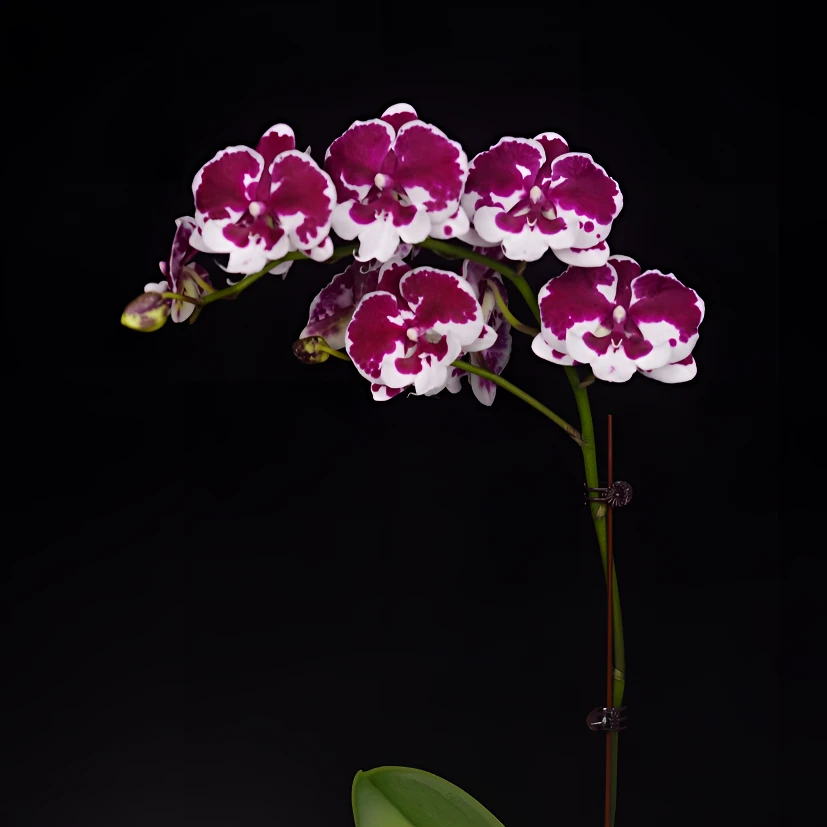 A花遇兰蝴蝶兰3.0寸【一千零一夜】全花开花株发货