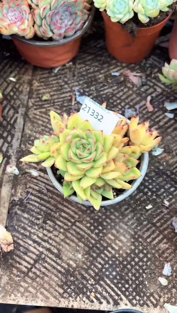 采*多肉植物一物一拍21332