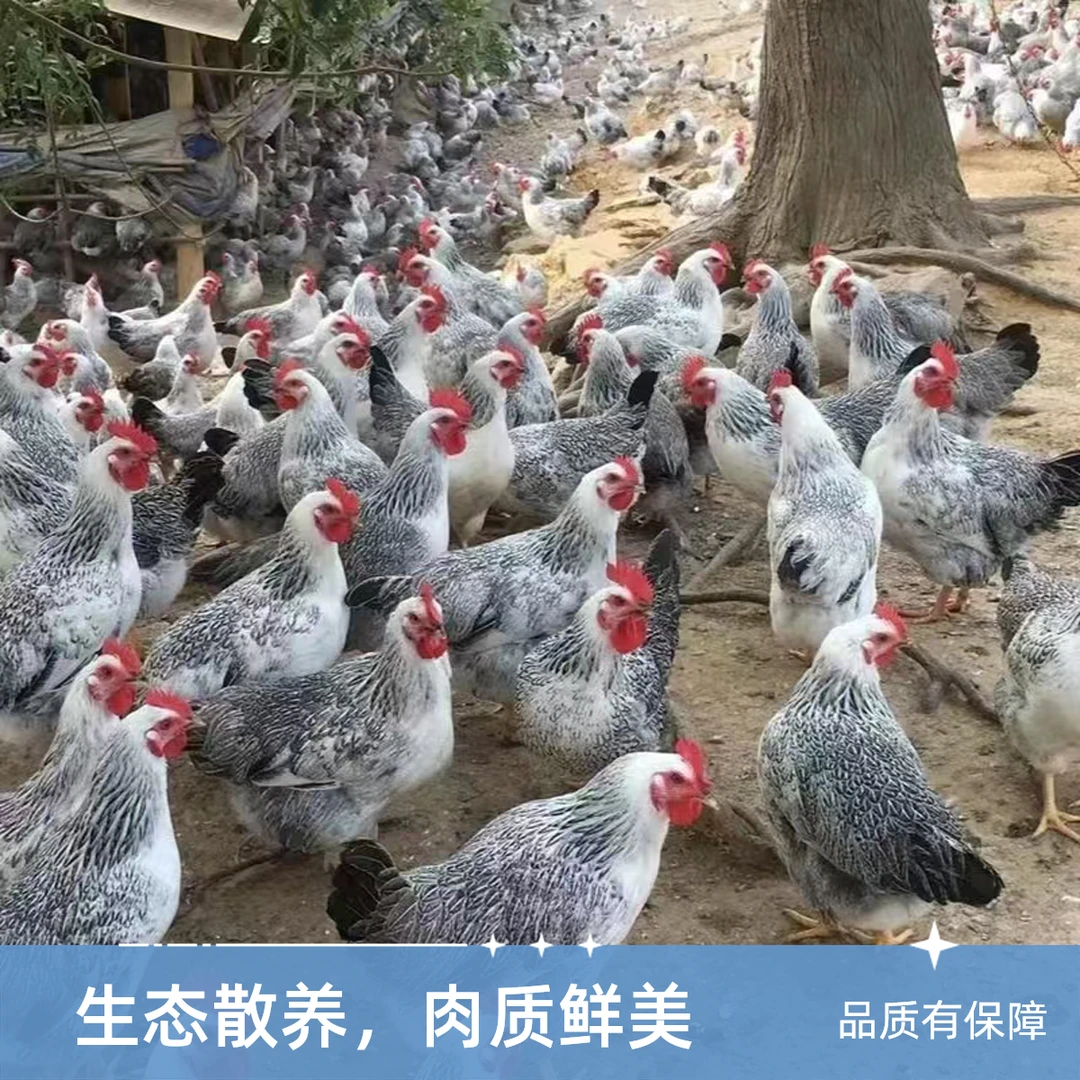 【2只装】稻花母鸡210天左右（可炒可白切）顺丰包邮