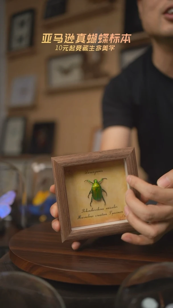 有机玻璃绿萝花金龟未展翅