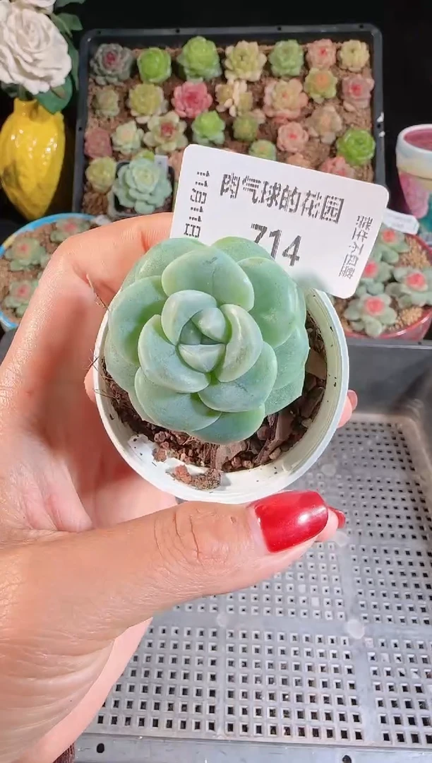 1111-714云璃（群生不包整）