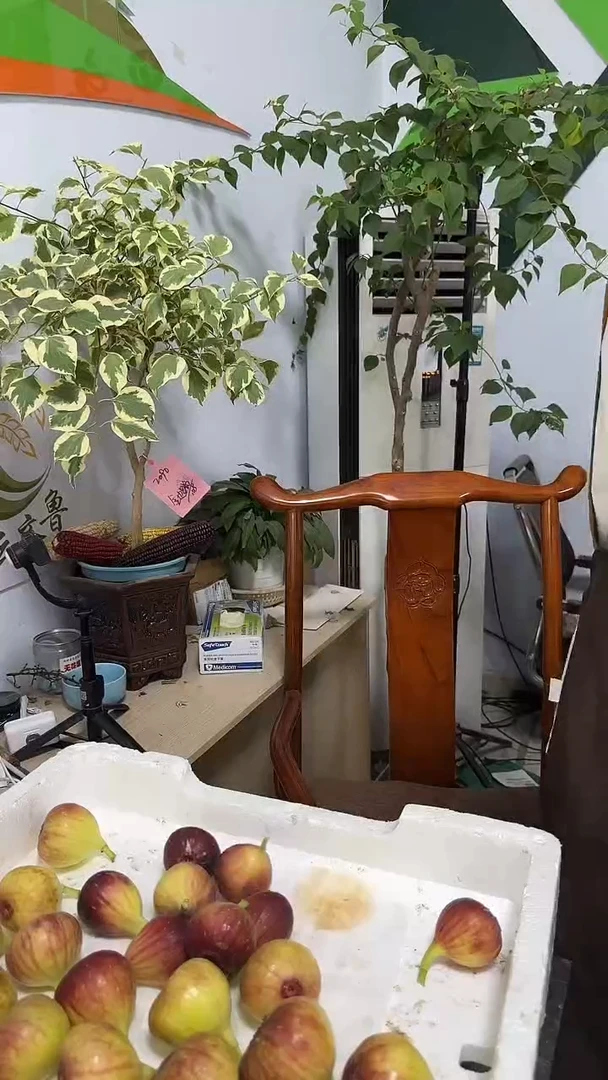 柿*。考黑无花果30枚
