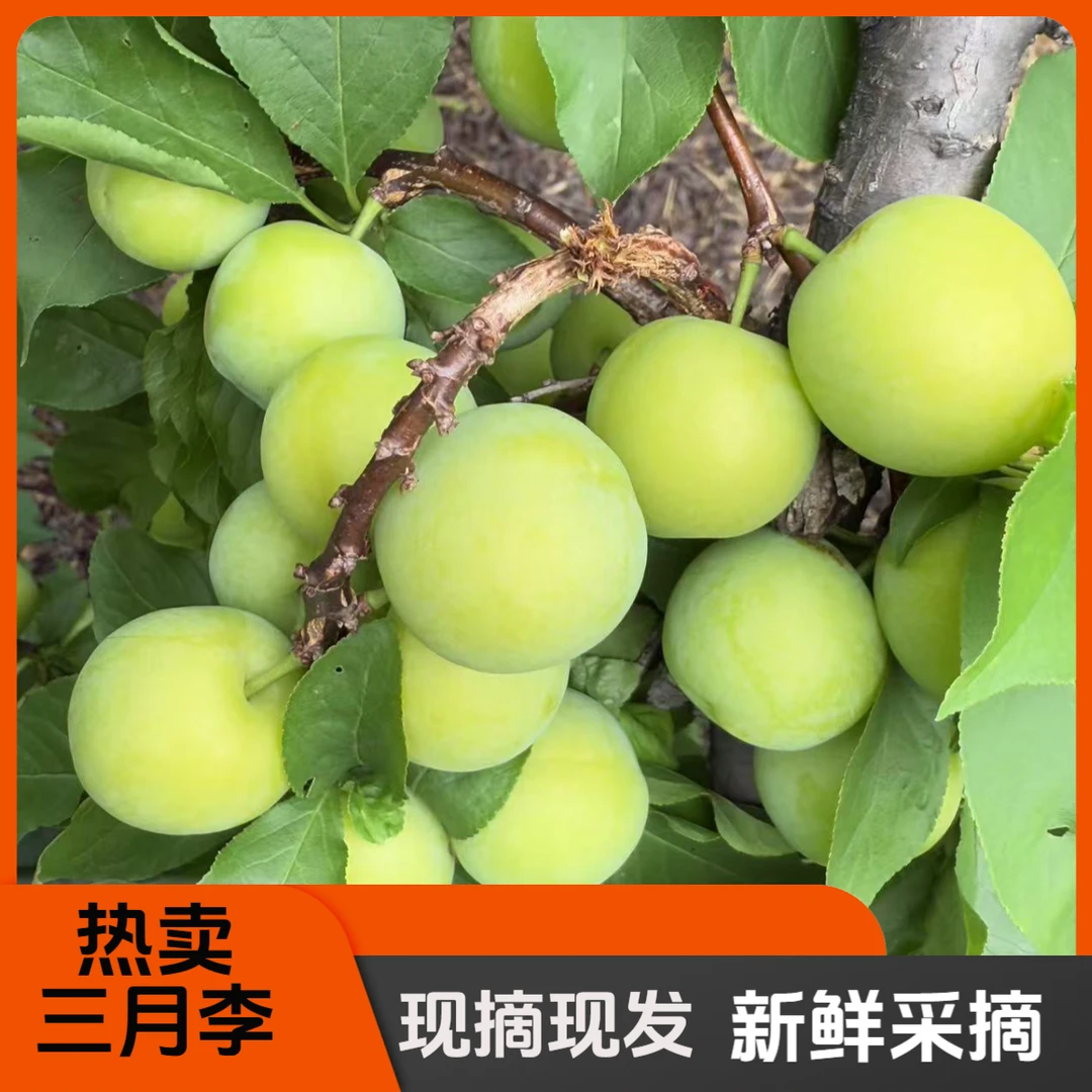 孕妇水果3月李子新鲜采摘原产地发货