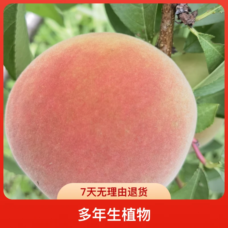 黑涞无名氏香桃树苗正品嫁接脆甜可口南北种植庭院阳台别墅可种