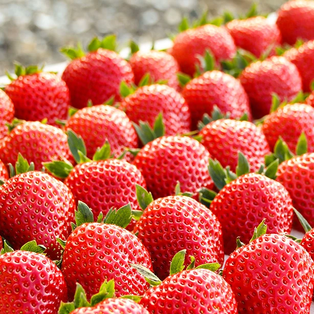 丹东红颜草莓礼盒装400g