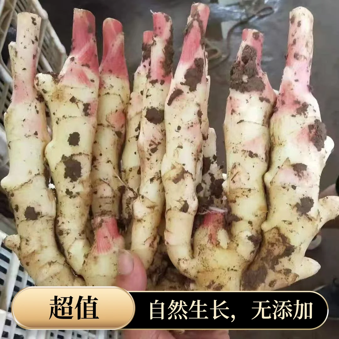 【同款优质价】四川红芽嫩姜新鲜现挖仔姜脆嫩姜蔬菜醋泡生姜