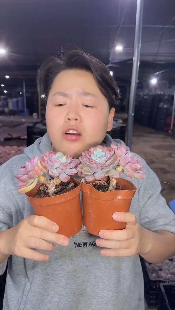 双头起花斑露2颗 5