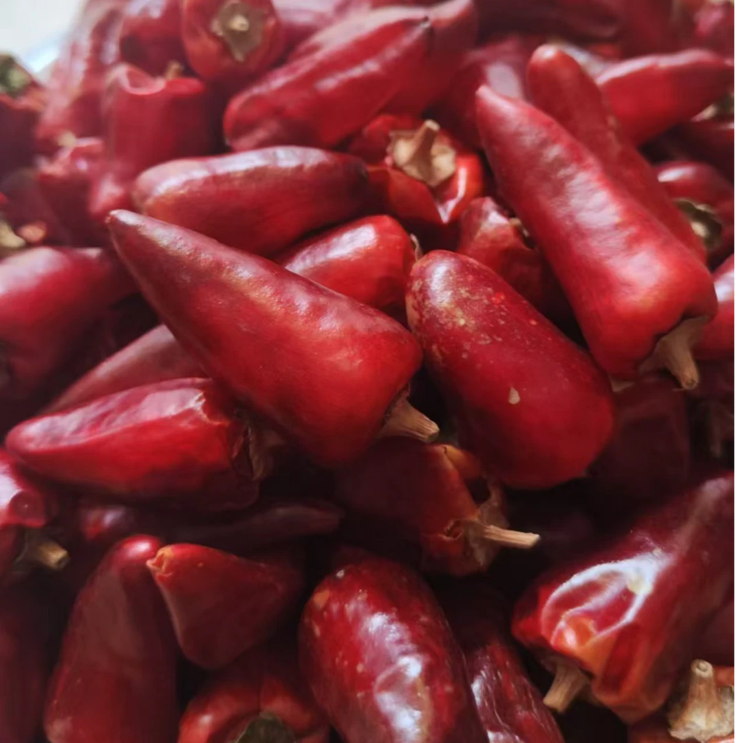 遵义“子弹头”（中辣）