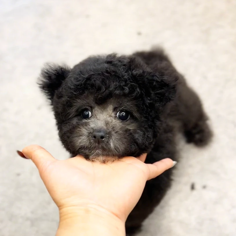 袁嬢嬢宠物严选小体韩版灰泰迪弟弟（米奇）952