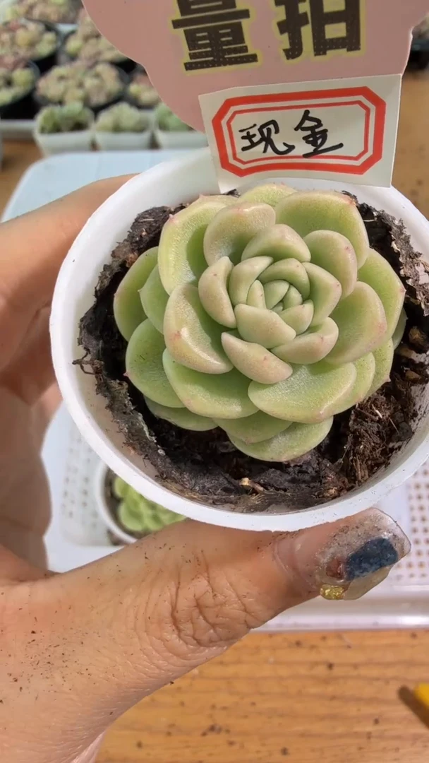 现金 五方一盆 单双混 量拍混发