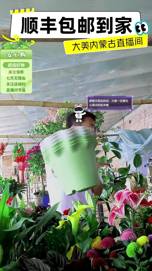 完全开放丽姐六个花盆