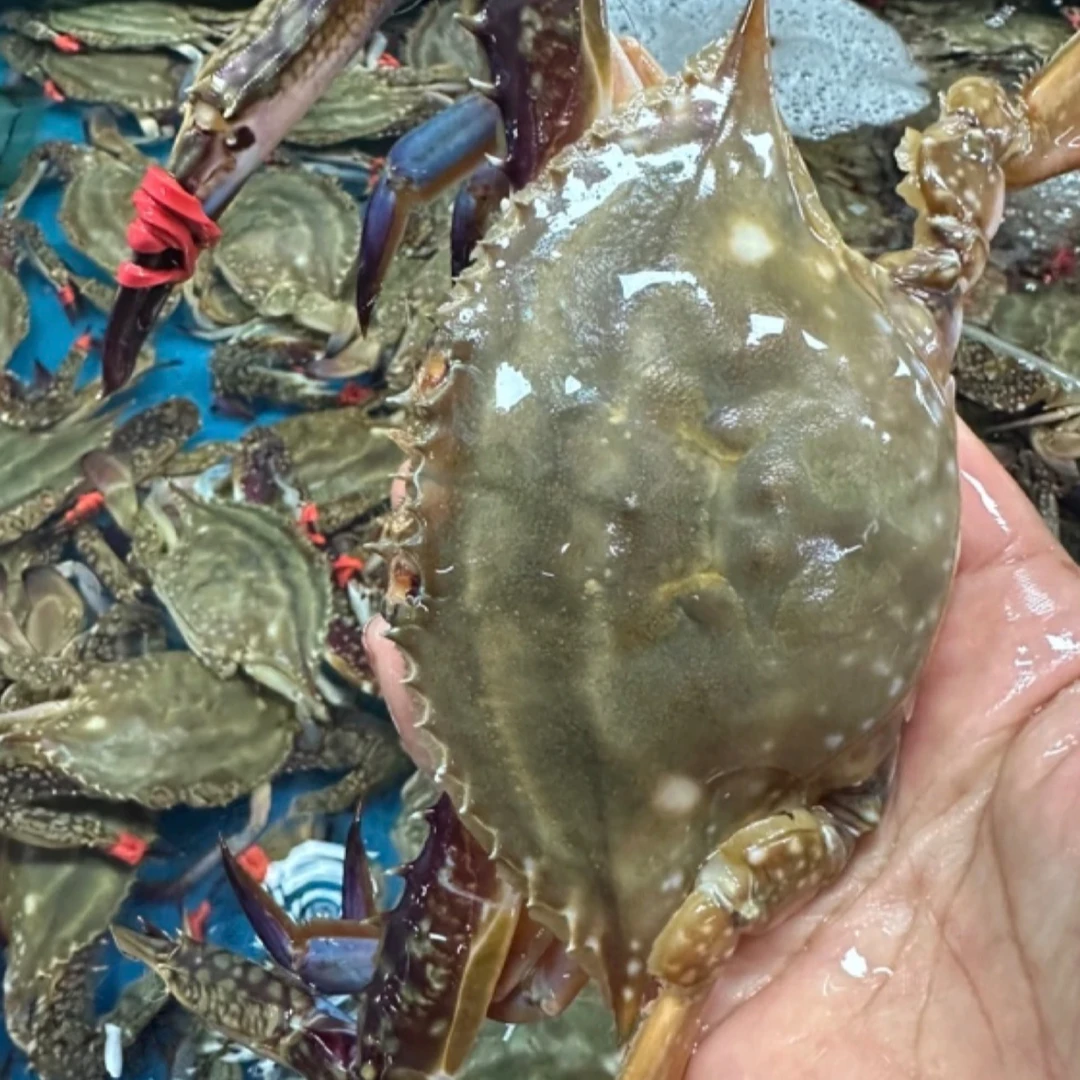 大连本地庄河飞蟹【三斤起拍】只）3两左右 /有掉腿【保鲜不保活】