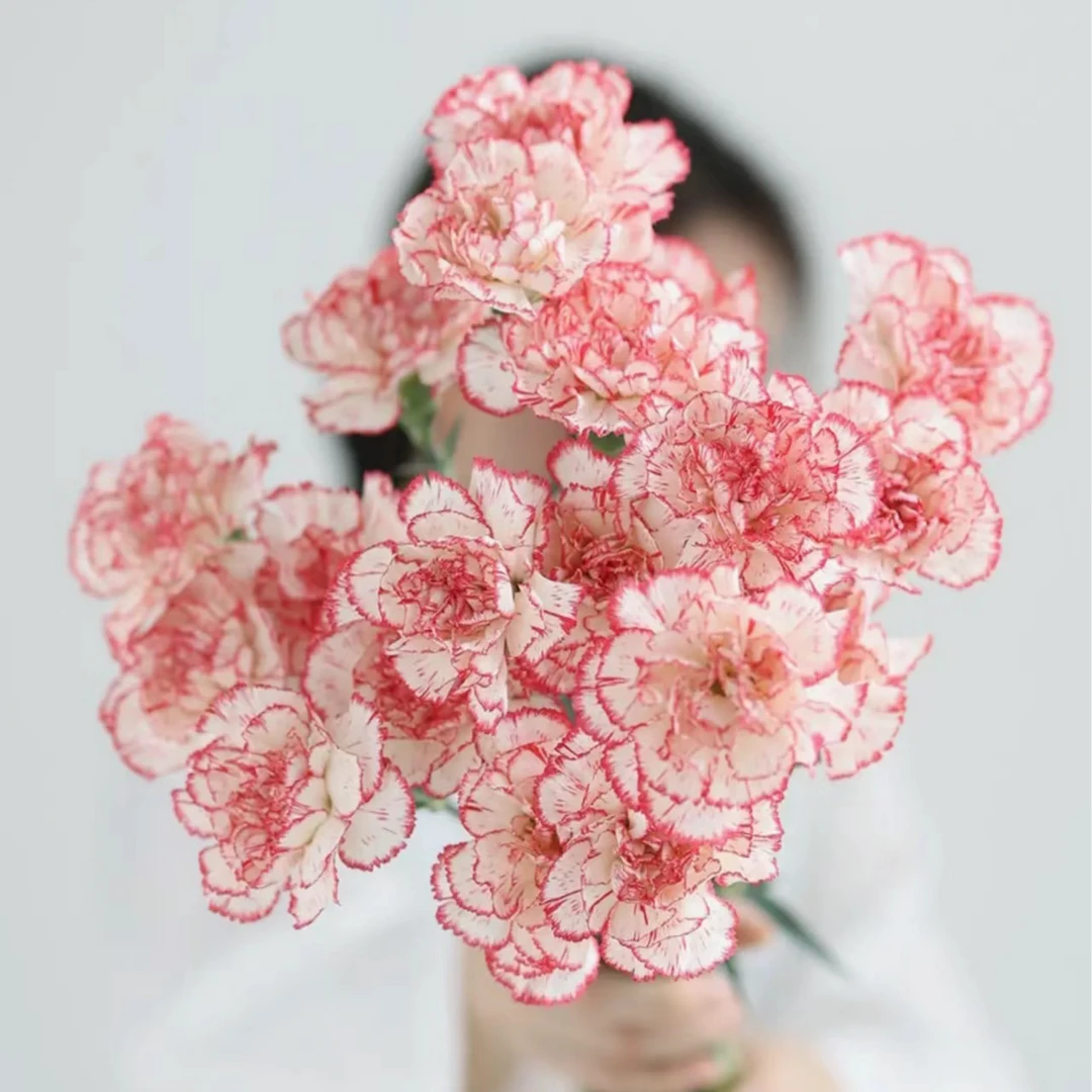 云南直发康乃馨鲜花/鲜花/康乃馨