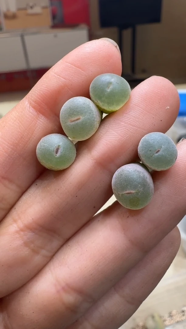 寒**雨7-375多肉植物肉锥